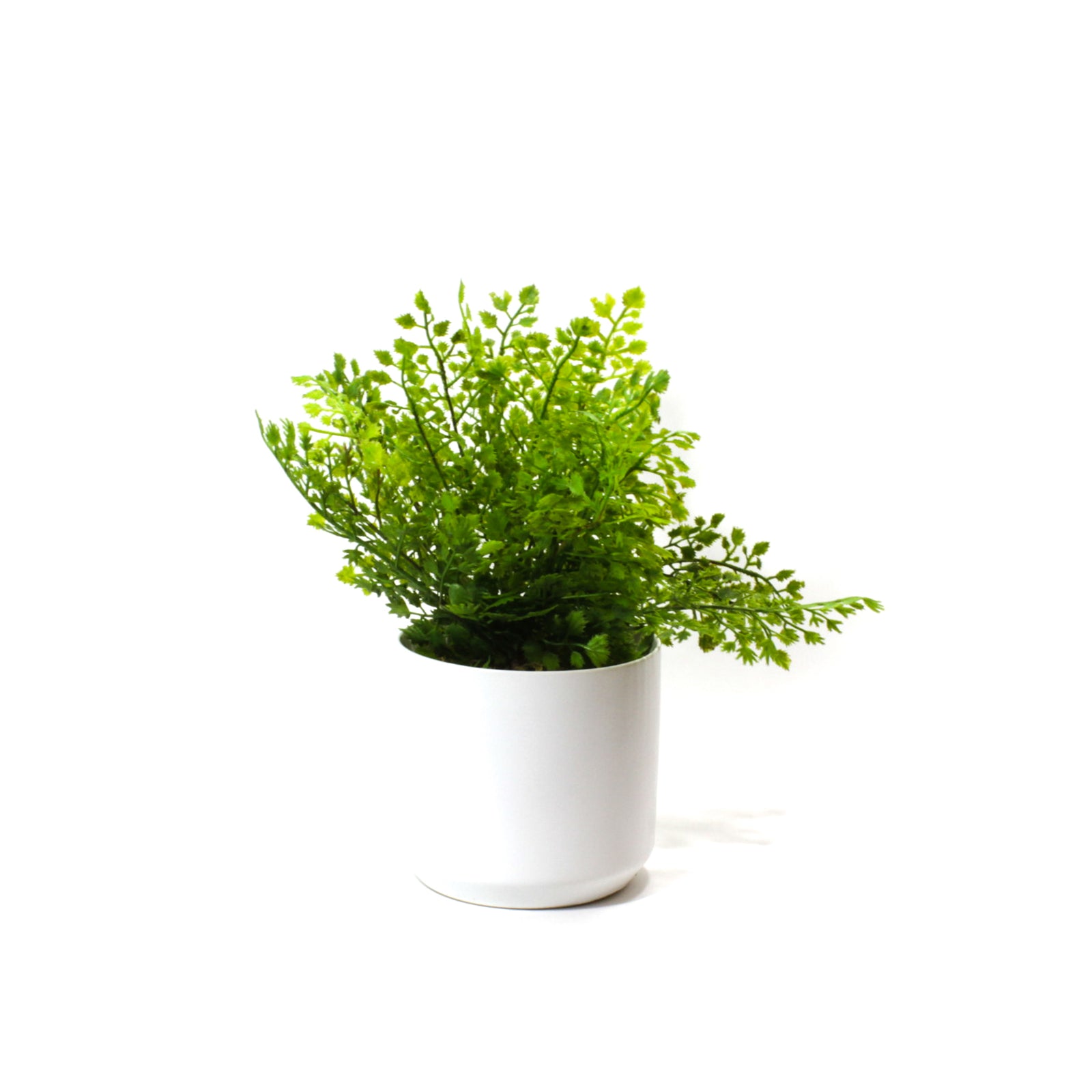 Potted Artificial Ferns, artificial plants