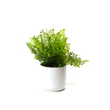 Potted Artificial Ferns, artificial plants