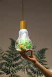Terrarium Lightbulb Pendant